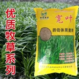 Семена семян семян виколор полисахарида широкие семяны -семена ржаной травы многолетние курицы, утка, свинина, крупный рогатый скот, овца, семена пастух травы