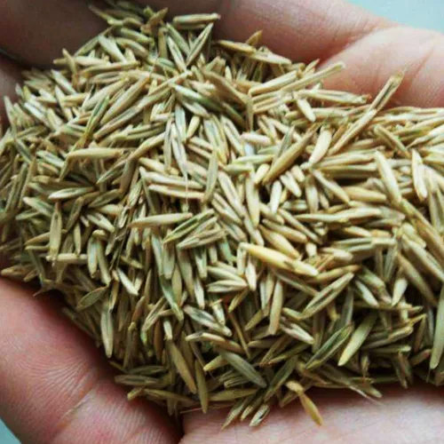 Семена семян семян виколор полисахарида широкие семяны -семена ржаной травы многолетние курицы, утка, свинина, крупный рогатый скот, овца, семена пастух травы