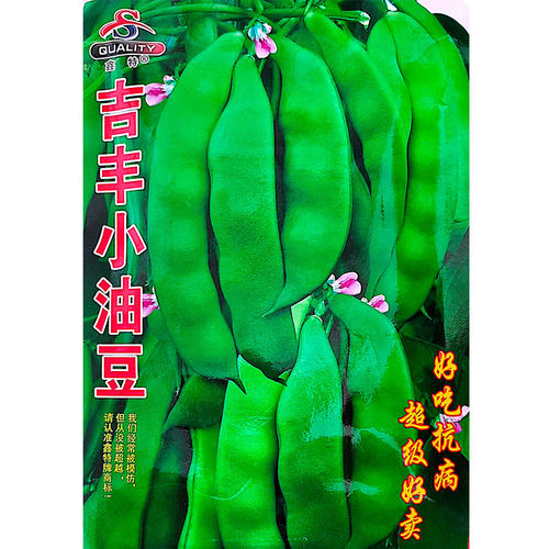 九月青种子东北油豆角新品种将军豆红绿小油豆芸豆蔬菜籽无筋豆 - 图3