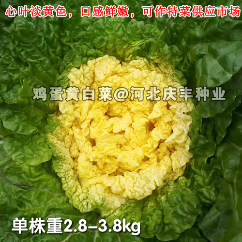 鸡蛋黄 白菜种子 中师黄心大白菜四季快菜种子好吃 高产 蔬菜种子 - 图0