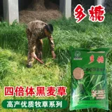 Семена семян семян виколор полисахарида широкие семяны -семена ржаной травы многолетние курицы, утка, свинина, крупный рогатый скот, овца, семена пастух травы