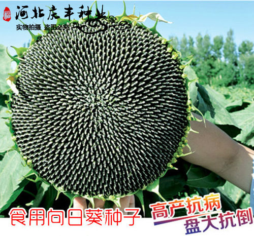 高杆向日葵种子 蔬菜种子 美国食葵种子 太阳花 阳台家庭小院种植 - 图0