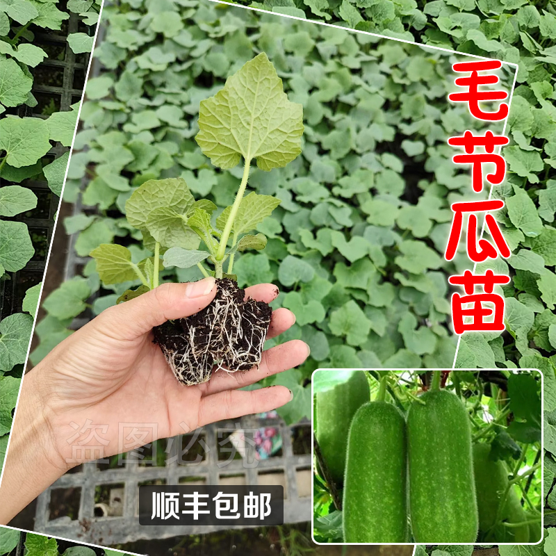 【顺丰包邮】毛节瓜种苗迷你小冬瓜秧苗春秋季种早熟高产大田 - 图2