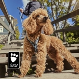 Hurtta Hurtta Dog Bare Boys Belly Pighraine y -Character Bare Bart -Up Tiber Shiba Inu Большая собака Shiba Inu Golden Retriever