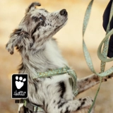 Hurtta Hurtta Dog Bare Boys Belly Pighraine y -Character Bare Bart -Up Tiber Shiba Inu Большая собака Shiba Inu Golden Retriever