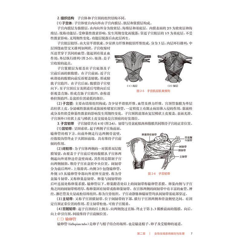 妇产科护理学 第5版 十四五规划教材全国高等职业教育专科教材 供护理专业用 单伟颖 张秀平 主编 人民卫生出版社9787117367431