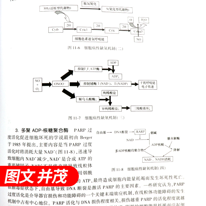 正版 急危重症病理生理学 姚咏明 主编 科学出版社 急危重症学科临床医师.病理生理工作者等相关医学专业用书9787030372994 - 图3