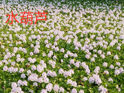 水培植物水芙蓉 水葫芦 水浮连浮萍净化水质造景养鱼养龟养虾水草 - 图3