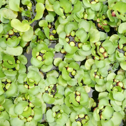 水葫芦水生植物新鲜种苗大棵带根好成活包邮浮萍水质净化美观浮漂 - 图0