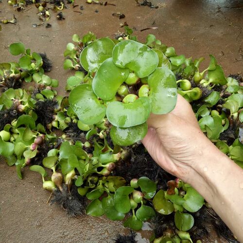 水葫芦水生植物新鲜种苗大棵带根好成活包邮浮萍水质净化美观浮漂 - 图1