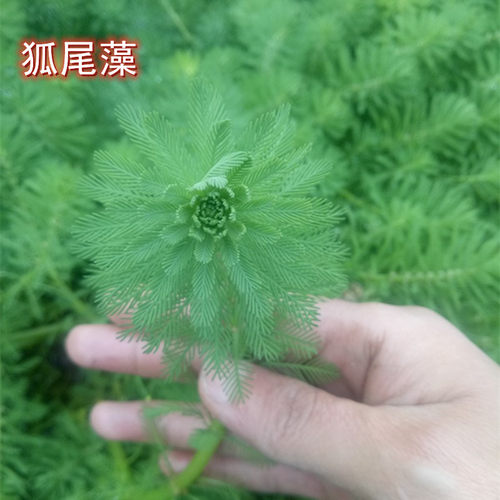 水葫芦水芙蓉浮萍水草花卉植物种苗鱼塘鱼池鱼缸养乌龟缸净化水质 - 图2