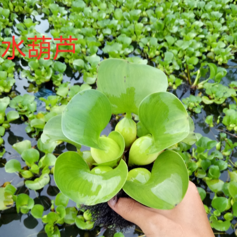 水葫芦 水芙蓉 水浮萍珊瑚萍水葫芦水草鱼缸鱼塘水养龟鱼虾水池净 - 图0