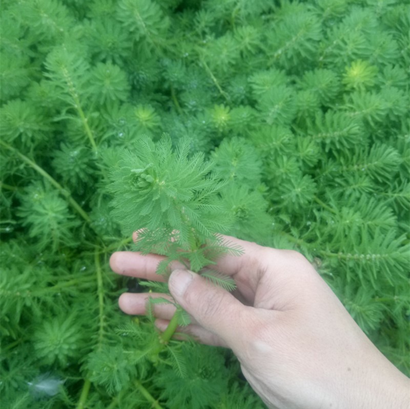 粉绿狐尾藻水草狐尾草包邮河道绿化水质净化鱼池鱼缸鱼塘基地直销 - 图1