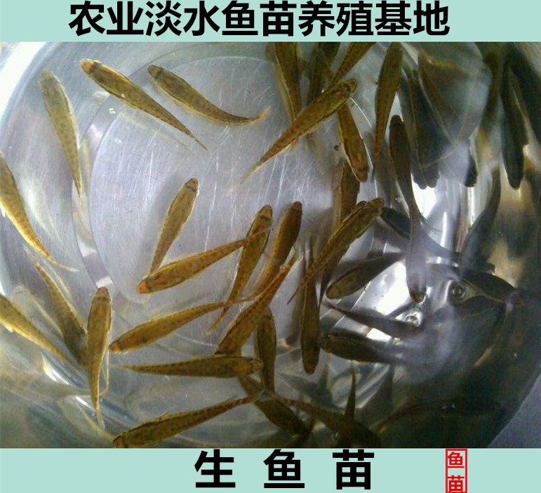 黑鱼苗淡水生鱼苗雷鱼苗乌鳢棒火头鱼文才鱼苗活体冷水观赏鱼养殖 - 图1