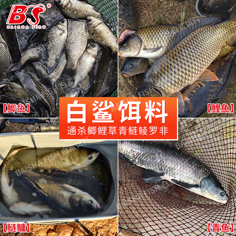 白鲨鲢鳙方块饵海竿抛竿专用翻板钩饵料野钓鲫鱼鲤鱼草鱼酸臭窝料 - 图1