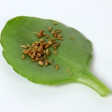 [买1发2买2发5长白山老家芹菜籽粉芹菜子纯原粉天然旱芹菜籽粉食用]