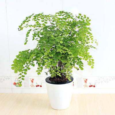 蕨类植物波斯顿蕨室内绿植净空气盆栽霸王蕨铁线蕨吉姆蕨狼尾蕨类 虎窝淘