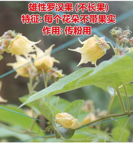 广西桂林永福罗汉果苗带土盆栽正宗树苗地栽阳台四季种植 - 图2