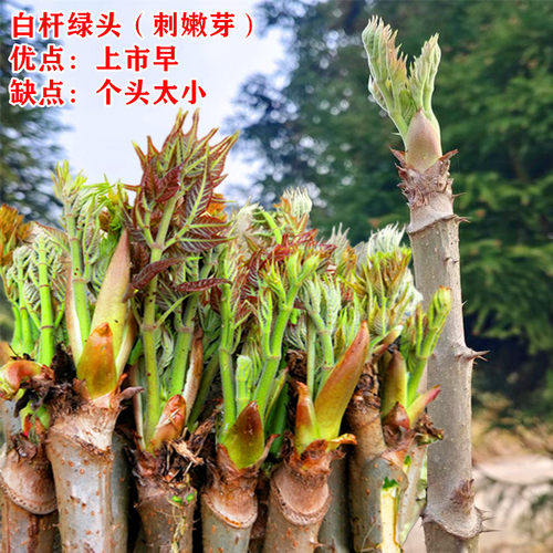 刺嫩芽树苗红葱木刺老芽苗子刺老包刺龙芽乌龙头苗红楤木红刺老苞 - 图2