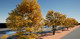 UE5 Unreal High-Quality Realistic Film and Television Grade Trees and Vegetation Autumn Forest Plants Summer Autumn Materials