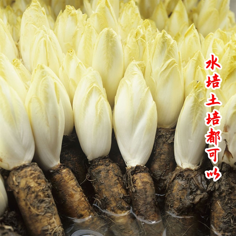 金玉兰菜根菊苣根软化黄菊苣菜根黄芽球阳台盆栽玉兰根四季蔬菜-图1