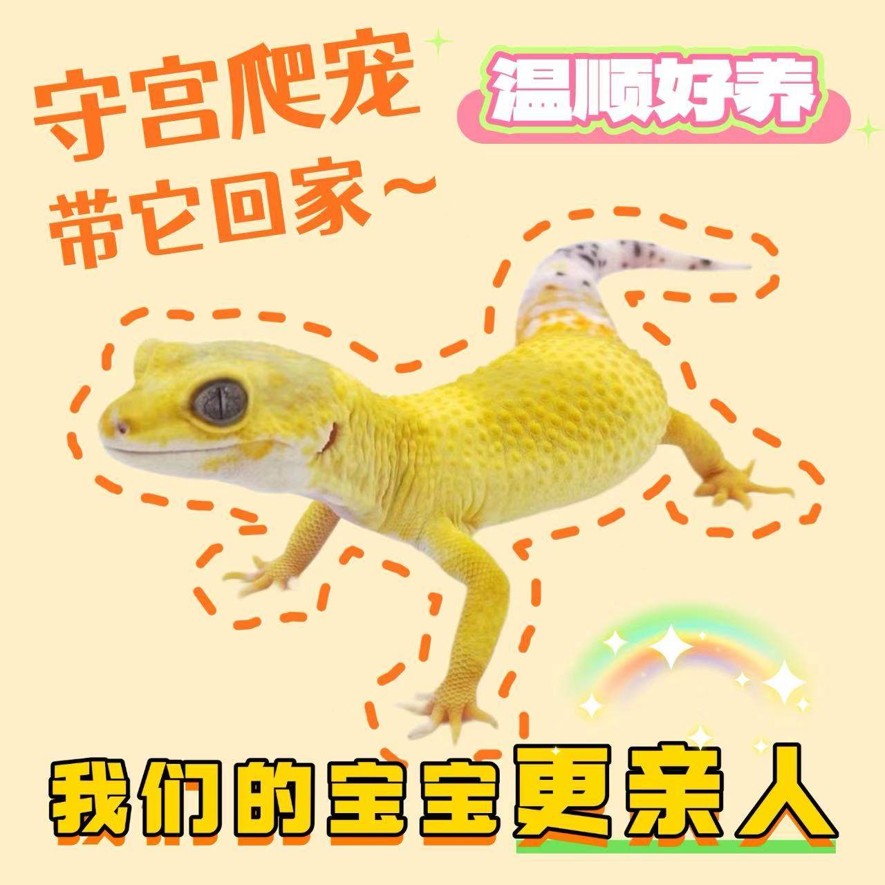 豹纹守宫新手入门懒人爬宠异宠物蜥蜴温顺可爱阳光萝卜柠檬霜白酒,淘宝优惠券,粉丝福利购,淘宝优惠卷