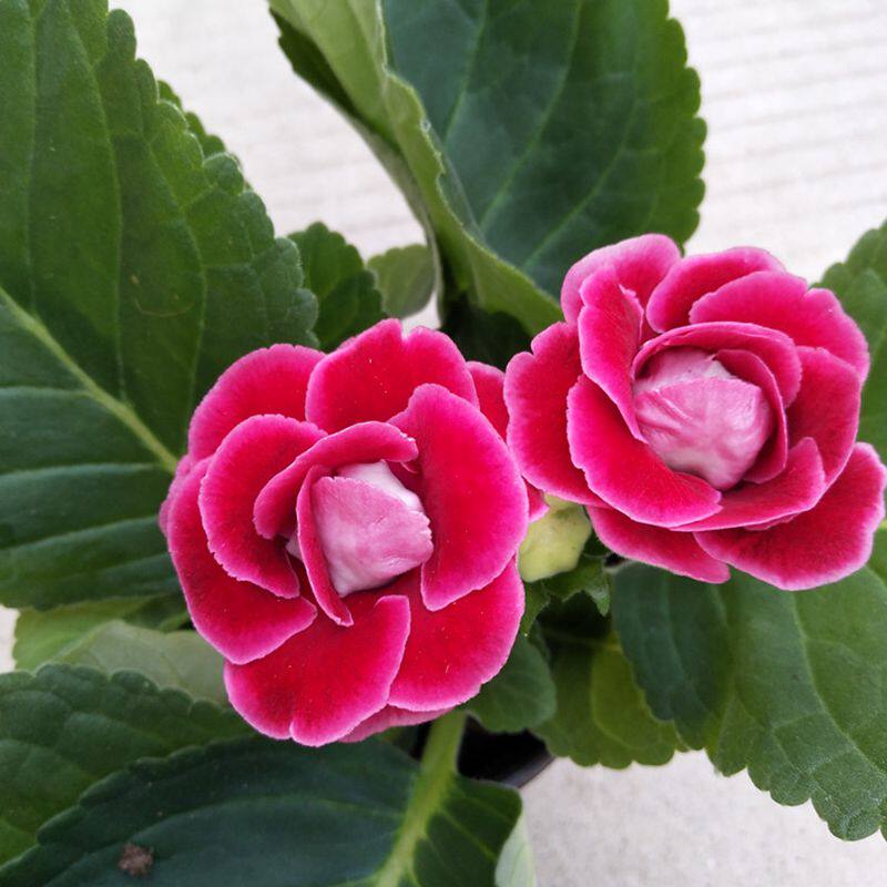 大岩桐重瓣盆栽富贵芙蓉花苗窗台阳台花卉观花植物四季开花带花苞 小梦花卉 淘优券