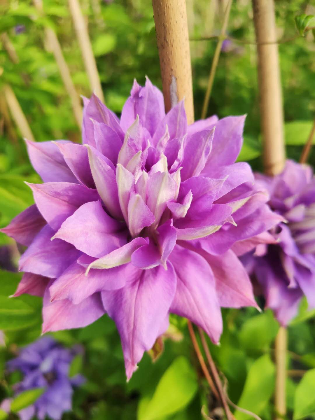 买三送光 买五任意送 花太鼓铁线莲庭院花园攀爬藤绿植物花卉