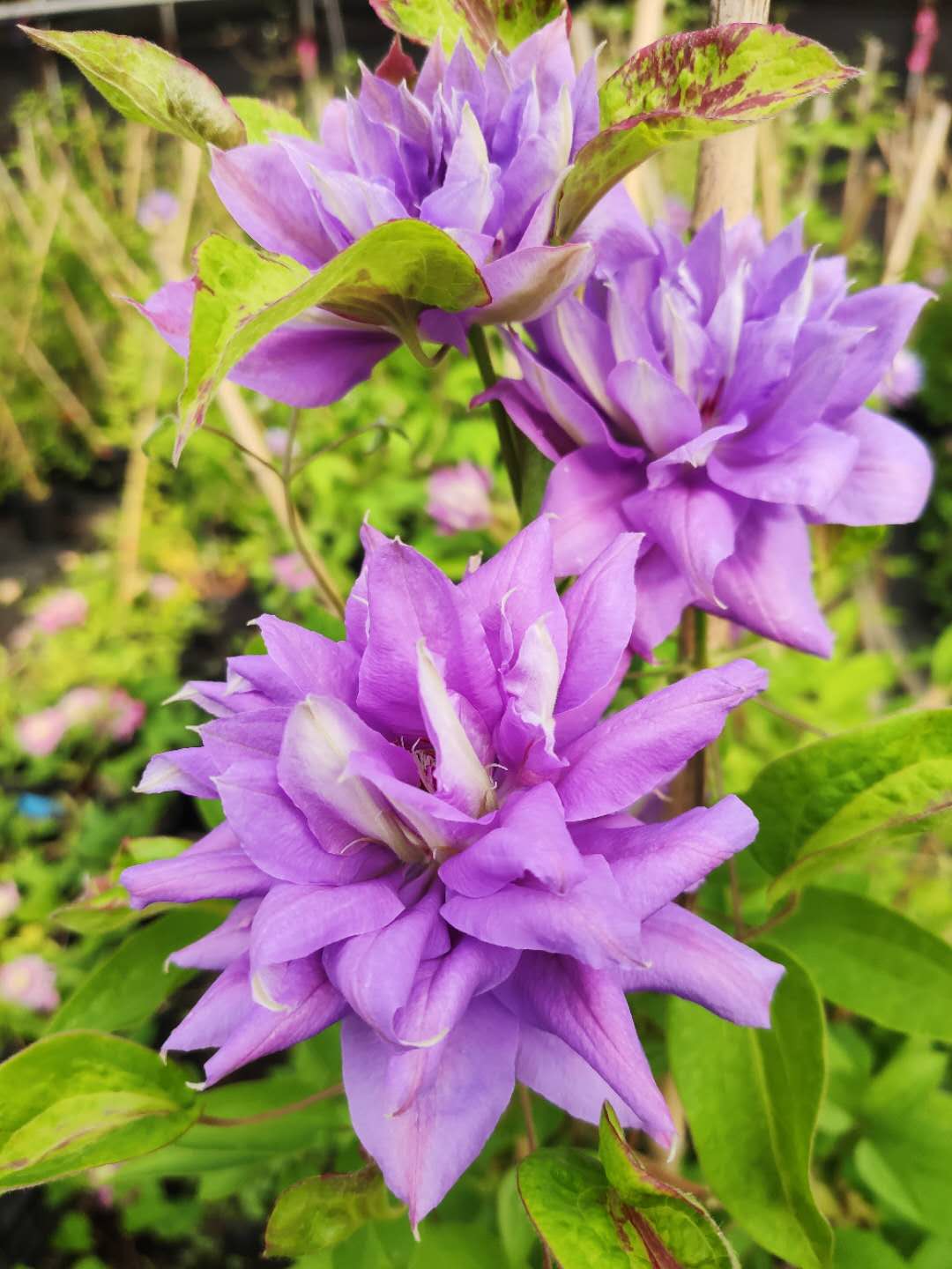 买三送光 买五任意送 花太鼓铁线莲庭院花园攀爬藤绿植物花卉