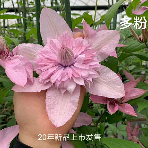 【新手入门】一加仑阳台盆栽绿植如梦铁线莲耐热花卉量大庭院爬藤 - 图0