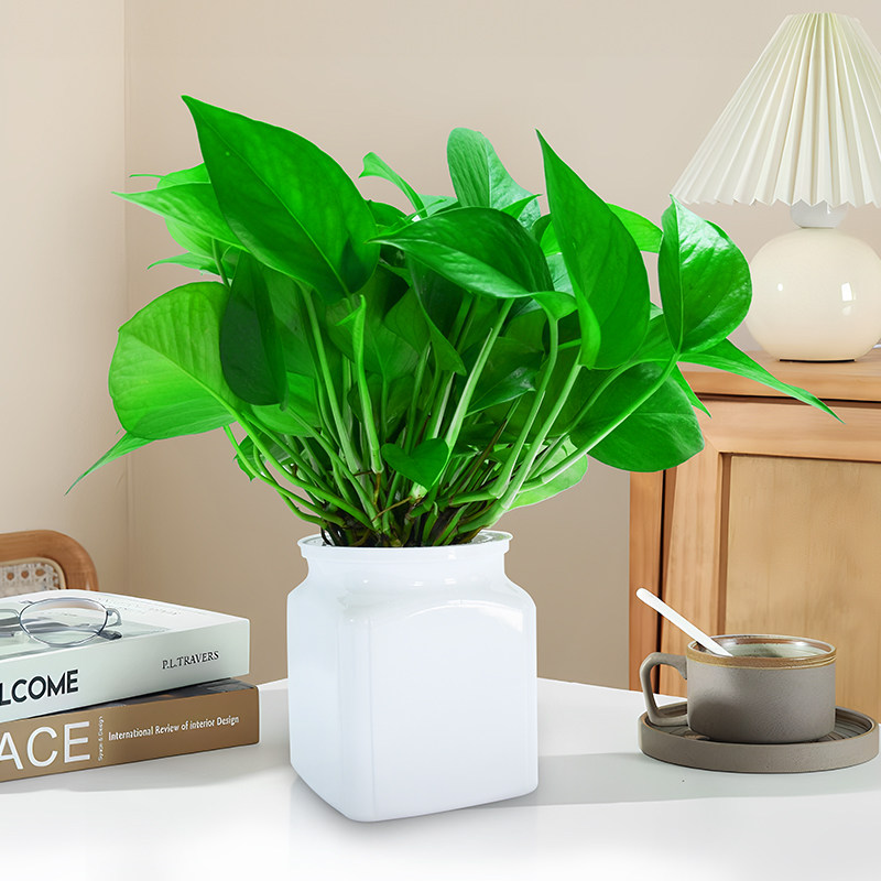 水培植物绿萝盆栽室内客厅办公室桌面绿植花卉易打理四季常青,淘宝优惠券,粉丝福利购,淘宝优惠卷