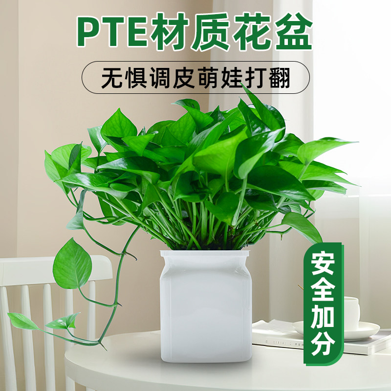 水培植物绿萝盆栽室内客厅办公室桌面绿植花卉易打理四季常青,淘宝优惠券,粉丝福利购,淘宝优惠卷