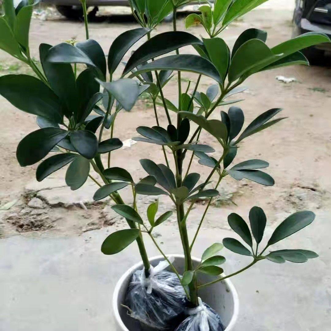 鸭脚木苗招财树吸甲醛鹅掌柴苗七叶莲绿植可水培植物盆栽八方来财,淘宝优惠券,粉丝福利购,淘宝优惠卷