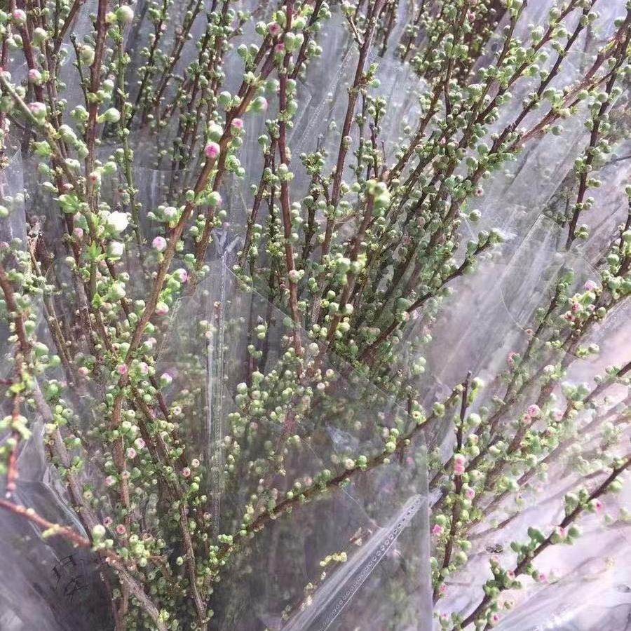 粉色珍珠李重瓣樱花鲜切水养水培花卉绿植客餐厅插花枝条昆明直发,淘宝优惠券,粉丝福利购,淘宝优惠卷