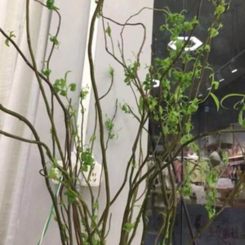 龙柳鲜切枝水培生根发芽四季水养绿植室内装饰年宵花昆明基地直发 - 图2