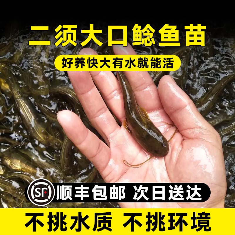 南方大口鲶鱼苗淡冷水养殖胡二须子鲶大型冷水鱼埃及鲶鱼土鲶鱼苗