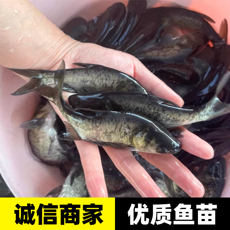 花鲢鱼苗淡水养殖食用大头鱼苗鲢鳙胖头鱼鲜活冷水鱼大头雄鱼鱼苗 - 图2