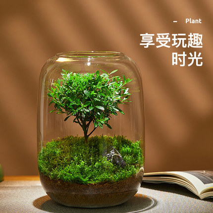 包邮大口径生态瓶青苔藓微景观玻璃缸盆景摆件造景盆栽创意绿植物 - 图0