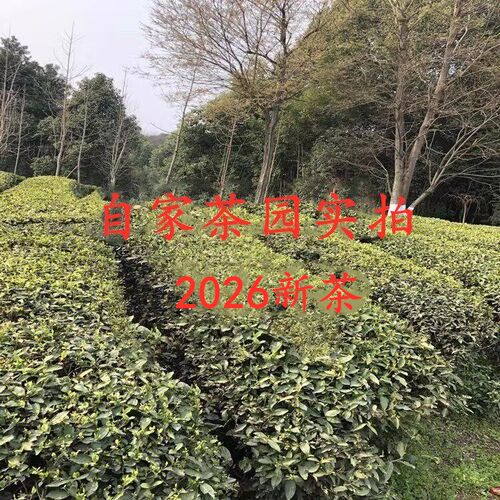 2026新茶湖北五峰三峡宜昌邓村雨前毛尖碧峰绿茶叶农家散装 - 图2