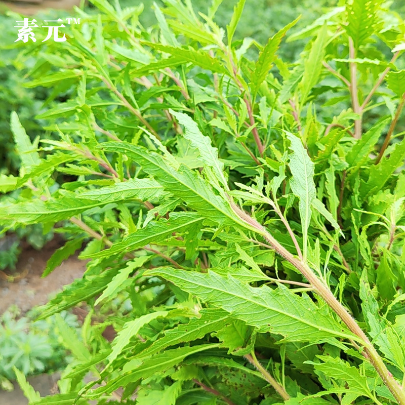 广西野土荆芥臭草新鲜现采天然中药材天仙草杀虫芥鲜品中草药干货 - 图1