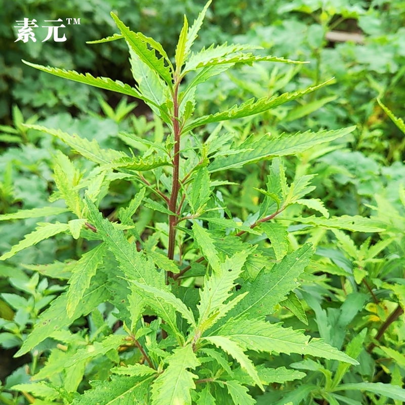 广西野土荆芥臭草新鲜现采天然中药材天仙草杀虫芥鲜品中草药干货 - 图0