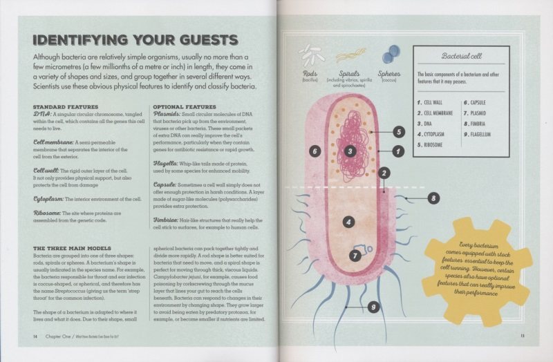 Meet Your Bacteria 遇见你的细菌 儿童英语百科全书 小学生课外英语阅读读物 认识微观世界细菌 了解人体细菌作用 英文原版进口 - 图0