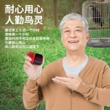 Penalian Akihiya Young Bird Learning Machine Machine Parrot