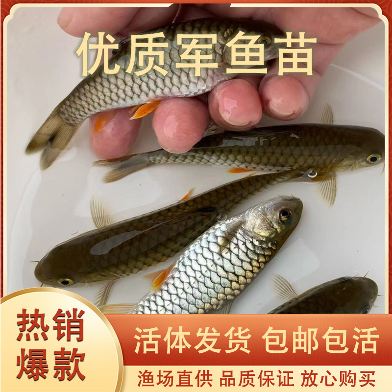 军鱼苗黄娟鱼苗光倒刺鲃鱼淡水养殖食用冷水青竹鲩鱼苗活体观赏鱼