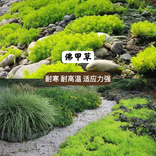 花园地被植物耐热耐寒矮生匍匐过路黄佛甲草姬岩垂草筋骨草喜阴晒 - 图1
