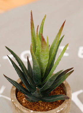 仿真多肉植物盆栽芦荟绿植家居办公室个性小摆件盆景草装饰电商