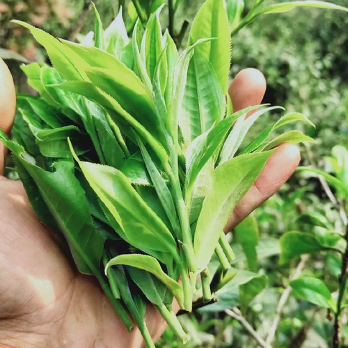 2026年班章老曼峨茶农直销头春生茶苦甜茶大树样品试喝装50克 - 图0
