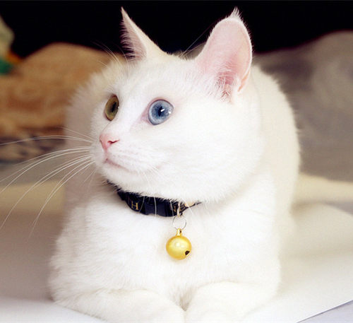 包邮宠物猫咪狗狗皮项圈铃铛项链泰迪猫猫兔子泰迪颈链宠物饰品 - 图0
