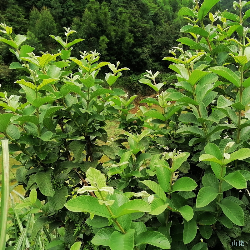 野生番石榴嫩芽新鲜芭乐叶茶番石榴叶茶番石榴果片茶无糖养生茶 - 图2