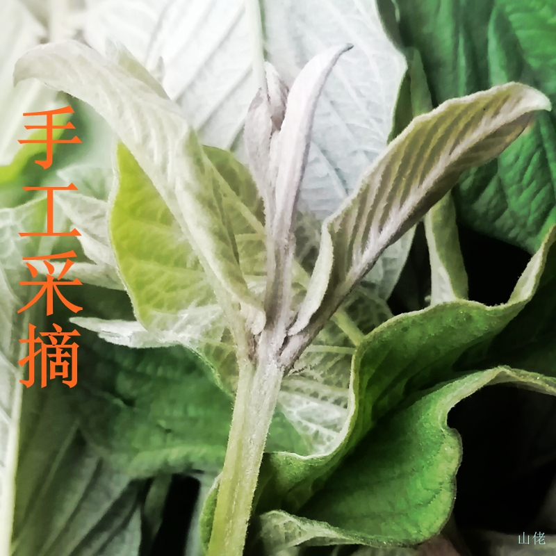 野生番石榴嫩芽新鲜芭乐叶茶番石榴叶茶番石榴果片茶无糖养生茶 - 图0